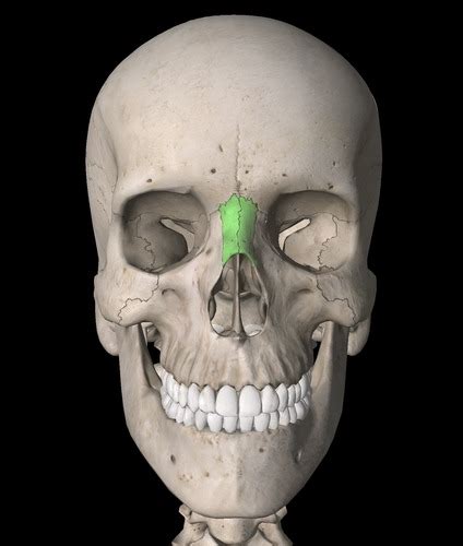 The Skeletal System Facial Bones Flashcards Quizlet