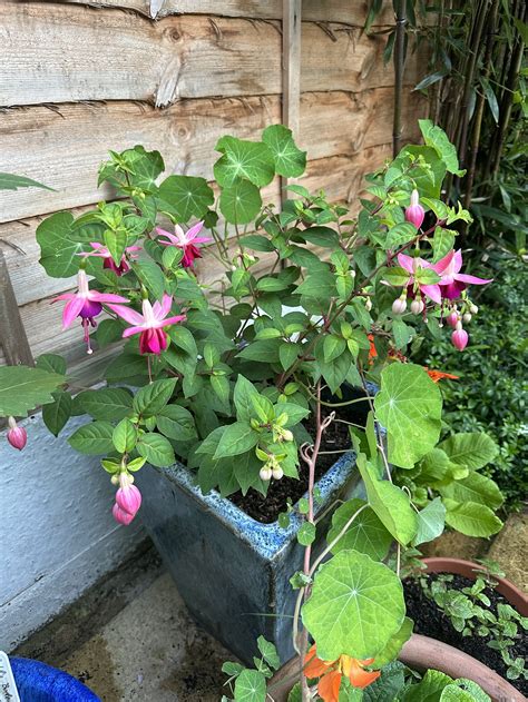 How to Take Fuchsia Cuttings — Meadowlark Journal