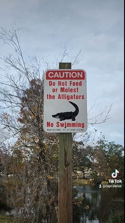 Dont Feed The Gators Florida Dontfeedwildlife Gators Floridaman