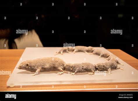 Tokyo Japan Mar 11th 2023 The Laboratory Animal Asian House Shrew