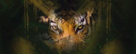 Tiger Eye Wallpaper - 2560x1024 - Download HD Wallpaper - WallpaperTip