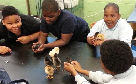 Chicks In The Classroom Part Of Agriscience In The City GrowNextGen