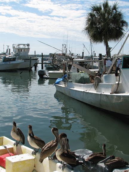 Cortez Seafood Festival - My Old Florida