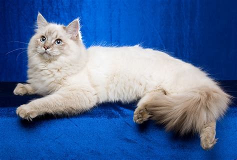 Most Beautiful Cat Breeds