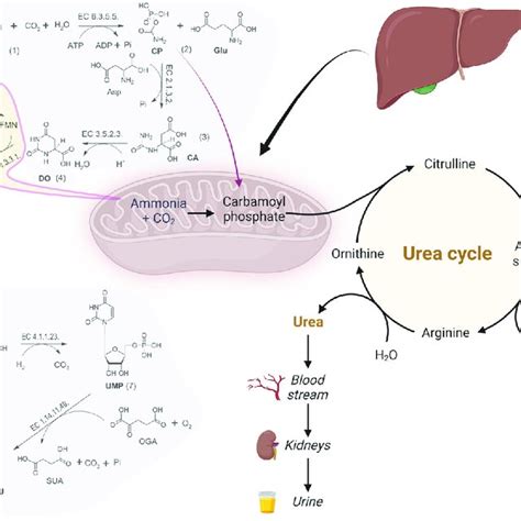 Biosynthesis Of Pyrimidine And Urea Cycle Gln Glutamine Cp Download Scientific Diagram