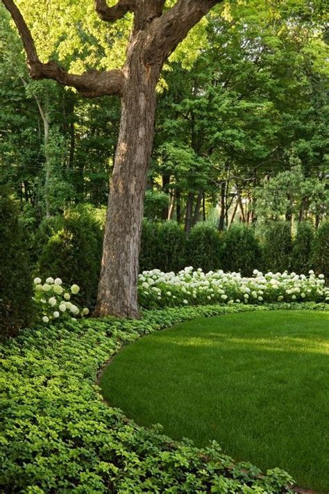 Green Giant Arborvitae Landscaping Ideas