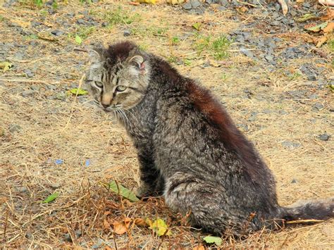 Oh Punk The Feral Life Cat Blog