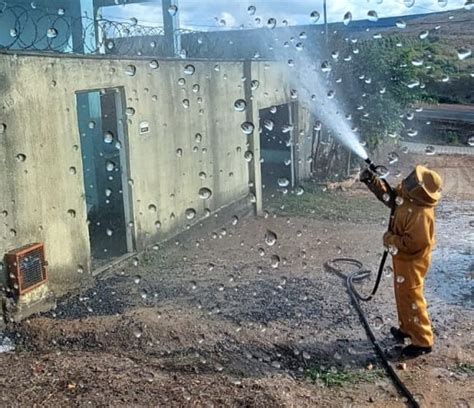 Ataque de abelhas deixa quatro pessoas feridas e mata cães e pássaros