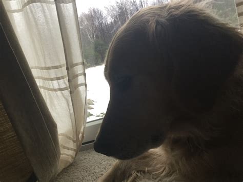 146 Golden Retriever Names at DogNamed.com