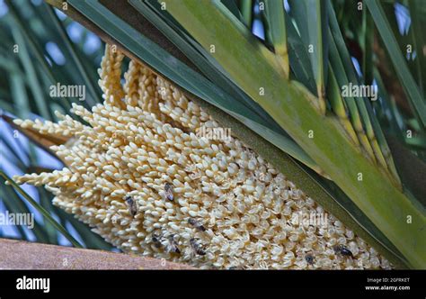 Male pollen flowers of date palm hi-res stock photography and images ...