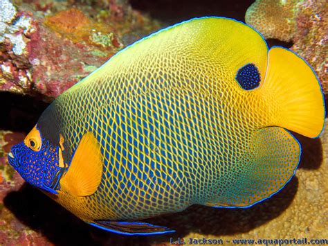 Pomacanthus Xanthometopon Poisson Ange à Tête Bleue