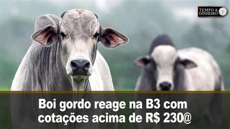 Boi gordo reage na B3 cotações acima de R 230 e tem alta em 8