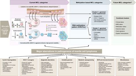 Fig Understanding Of The Pathogenesis Of Mantle Cell Lymphoma Mcl In