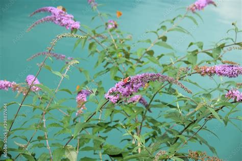 butterfly bush Stock Photo | Adobe Stock