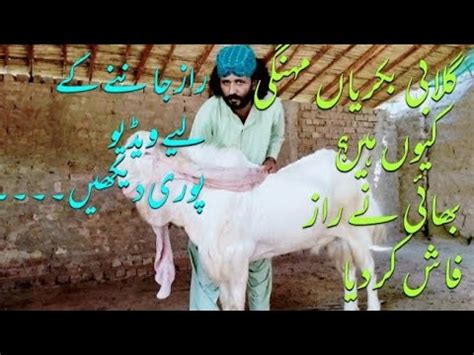 Gulabi Goat Breed Farming In Pakistan Complete Documentry Youtube