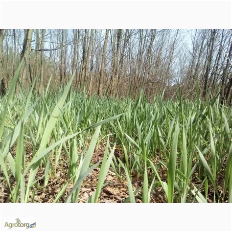 Продам розсаду, семена травы ЗУБРОВКИ, ЛАНДЫША - Черниговская обл ...