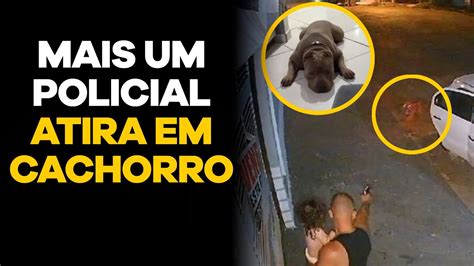 Mais Um POLICIAL ATIRA Em UM CACHORRO PAUTA QUENTE YouTube