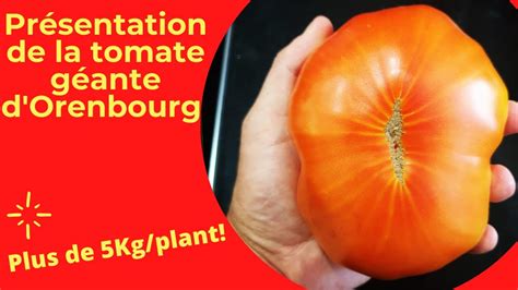 Tout Savoir Sur La Tomate G Ante D Orenbourg Youtube