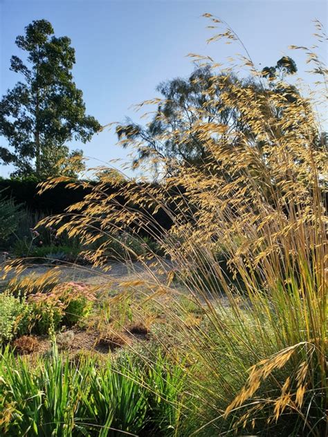 Grasses Stipa Gigantea The Beth Chatto Gardens