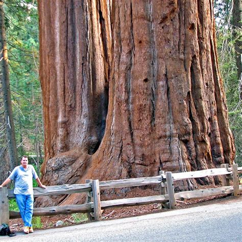 Sequoiadendron Giganteum Sequoia Gigantea Giant Redwoodbuy