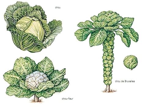 choux media larousse