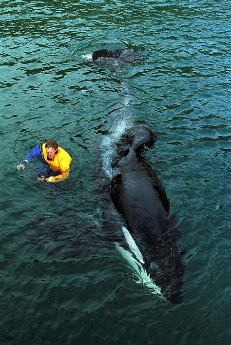 A possible whale sanctuary in Iceland’s Westman Islands - Iceland Monitor