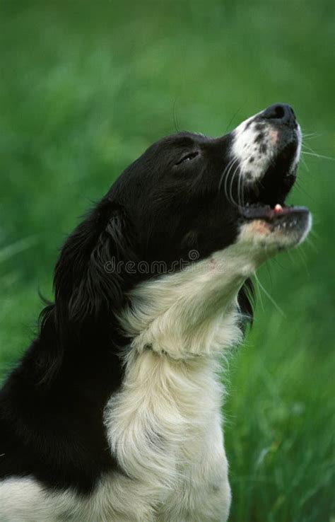 Portrait of Dog Yapping stock image. Image of barking - 196841113