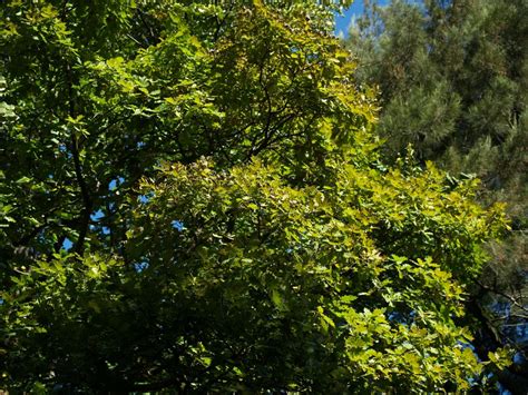 Common Oak Flora Jardim Gulbenkian