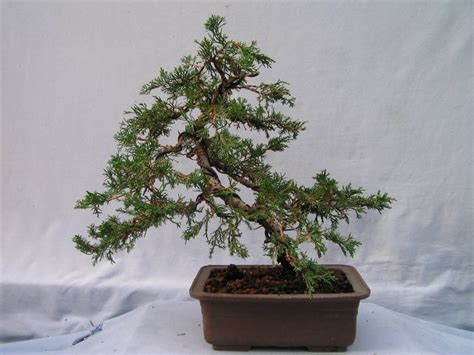 View Formal Upright Juniper Bonsai The Latest - Hobby plan