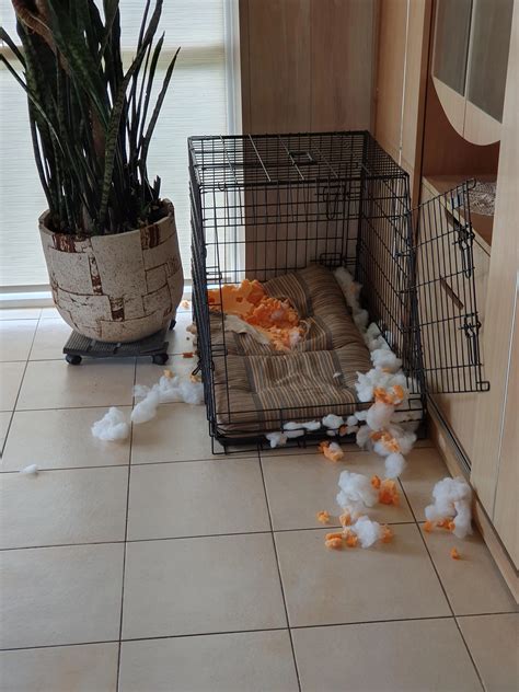 I was wondering why he was so quiet. | Scrolller