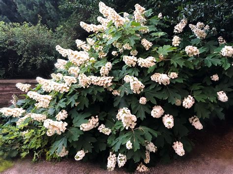 How To Grow And Care For Oakleaf Hydrangeas A Low Maintenance Variety