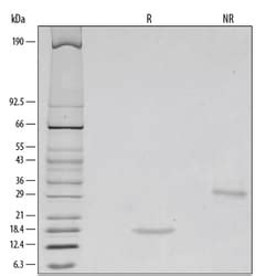 R D Systems Human GDNF Recombinant Protein Lyophilized from a 0 2μm