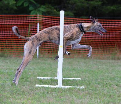 Greyhound Puppy Blog: Greyhound Agility