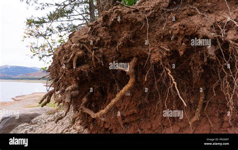 Una Vez Que Las Plantas Estaban Creciendo En Un Lago Pero Ahora Tienen