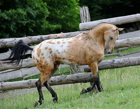 Draft Mare — Nez Perce Horse Akhal Teke X Appaloosa