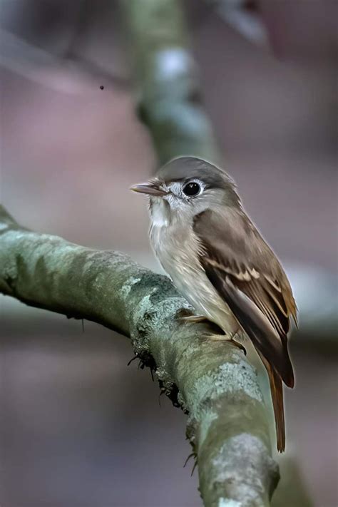 Pin by Oltea Matei on Păsări Animals Bird