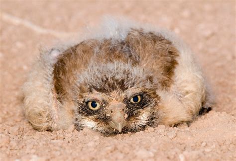 Burrowing Owl Audubon Field Guide