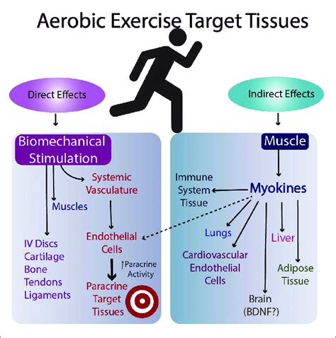 Possible Mechanisms By Which Aerobic Exercise Impacts Multiple Target