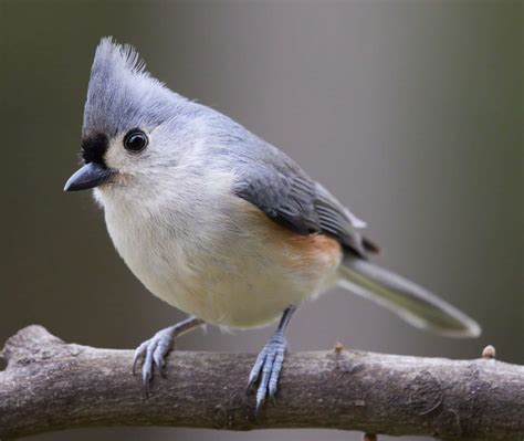 Discover 11 Types of Wild Birds - A-Z Animals