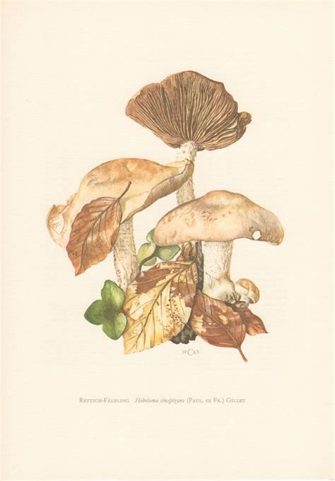 1963 Hebeloma Mushroom Antique Print Vintage Lithograph Etsy