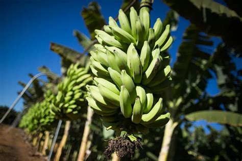 Projeto campo futuro levanta custos de produção de seis culturas