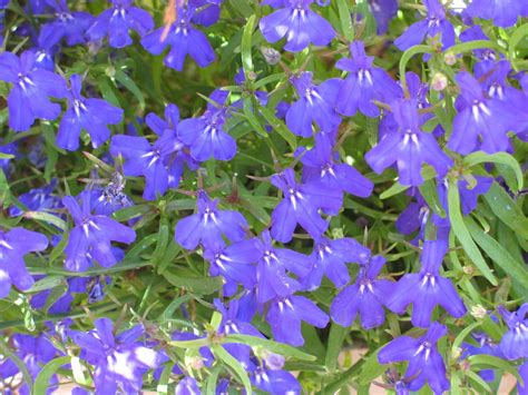 Blue flowers Free Photo Download | FreeImages