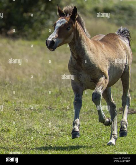 Diverses Esp Ces De Faune Sauvage Au Royaume Uni Y Compris Les