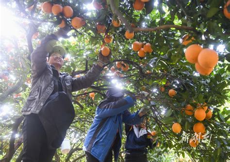 柑橘特色产业 助力乡村振兴 资讯 新湖南