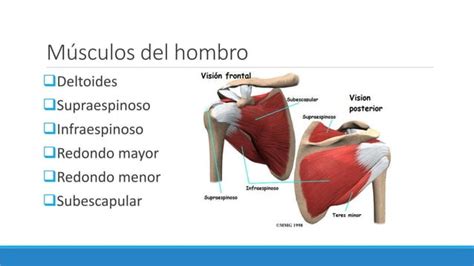 Músculos de la cintura escapular PPT