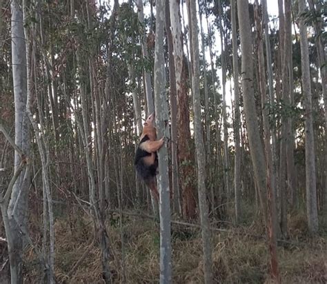 Tamandu Mirim Capturado No Quintal De Casa Em Lafaiete Fato Real