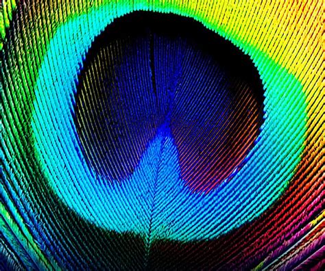 1920x1080px 1080p Free Download Peacock Feather Abstract Colorful Hd Wallpaper Peakpx