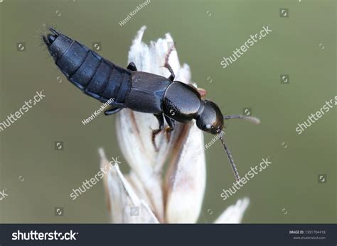 333 Staphylinidae Images, Stock Photos, 3D objects, & Vectors | Shutterstock