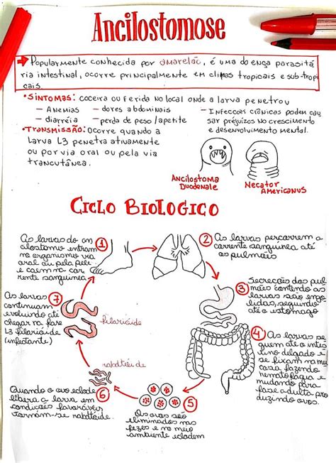 Mapa Mental Ancilostomose Parasitologia M Todos De Ensino