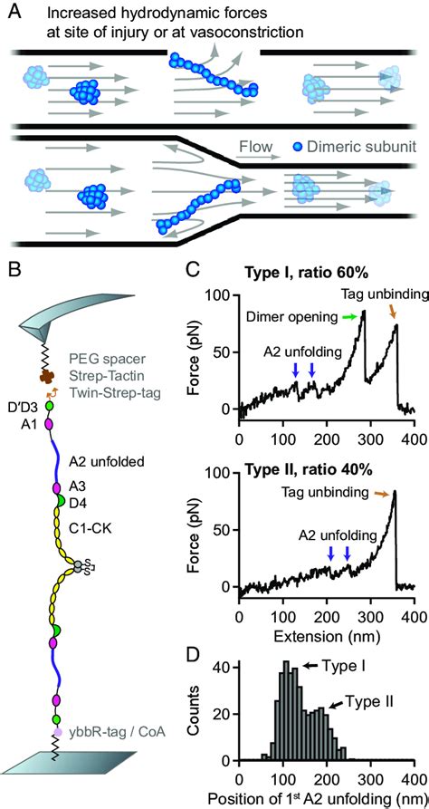 Single Molecule Force Measurements On Vwf Dimers A Illustration Of